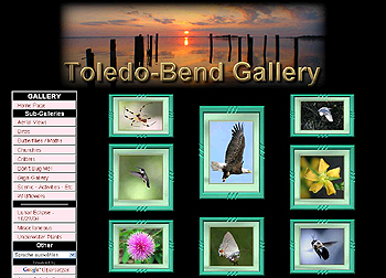 screenshot Toledo Bend Gallery